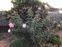 Lilac Wine rose photo