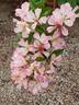 Carabella rose photo