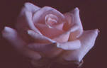 Pink Porcelain rose photo