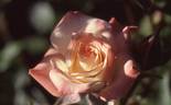 Baby Katie ™ rose photo