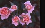 Beautiful Doll rose photo