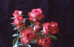 Dreamglo rose photo