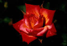 Fancy Pants ™ rose photo
