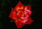 Fancy Pants ™ rose photo