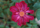 Make Believe ™ rose photo