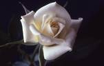 Pacesetter rose photo