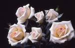 Party Girl ® rose photo