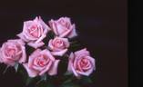 Pierrine rose photo
