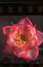 Pink Petticoat rose photo