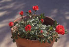 Starina ® rose photo