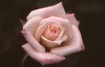 Whimsical rose photo