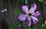 <i>C. viticella</i> 'Super Nova' clematis photo