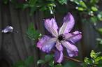 <i>C. viticella</i> 'Super Nova' clematis photo