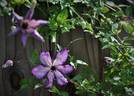 <i>C. viticella</i> 'Super Nova' clematis photo