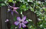 <i>C. viticella</i> 'Super Nova' clematis photo