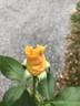 Welcome Home rose photo