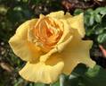 Welcome Home rose photo