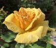 Welcome Home rose photo