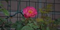 Bellmead 15S02 rose photo