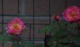 Bellmead 15S02 rose photo
