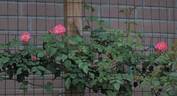 Bellmead 15S02 rose photo