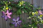 <i>C. viticella</i> 'Super Nova' clematis photo