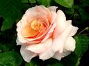 Chimène rose photo