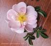 Christiane rose photo