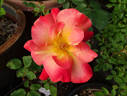 Bonfire Night ® rose photo