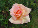 Elfi von Dassanowsky rose photo