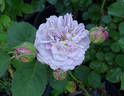 Florence Delattre ® rose photo