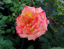 Hawaiian Delight rose photo