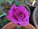Mauve Melodee rose photo