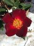 Maroon Eight rose photo