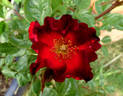 Paul Ecke, Jr. ™ rose photo