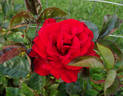 Sacred Heart rose photo