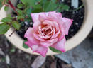 Twilight Trail rose photo