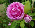 Vick's Caprice rose photo