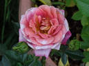 Kaleidoscope rose photo