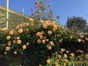 Royal Sunset rose photo