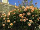 Royal Sunset rose photo