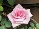 Madame Butterfly, Cl. rose photo