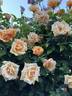 Royal Sunset rose photo