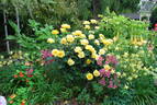 Henry Fonda rose photo