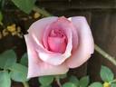 Madame Butterfly, Cl. rose photo