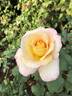 Deidre Hall rose photo