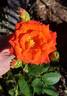 Matador rose photo
