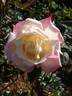 Helen Naudé rose photo