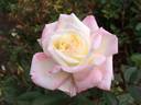 Helen Naudé rose photo