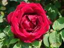 Papa Meilland, Cl. ® rose photo